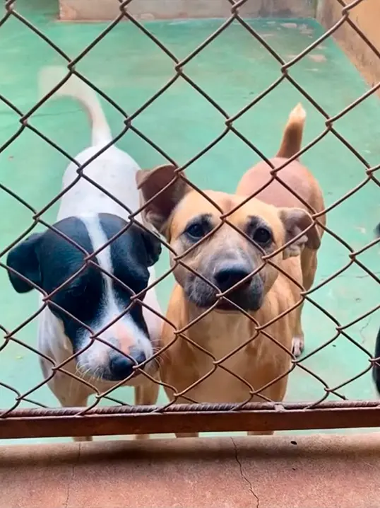 Animal resgatado pela Associação Focinho Carente, disponível para adoção em Bariri