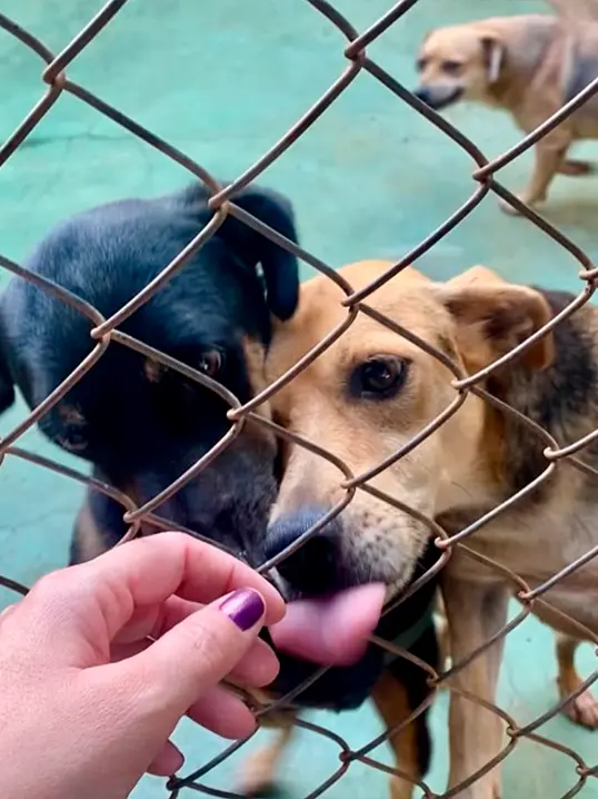 Animal resgatado pela Associação Focinho Carente, disponível para adoção em Bariri