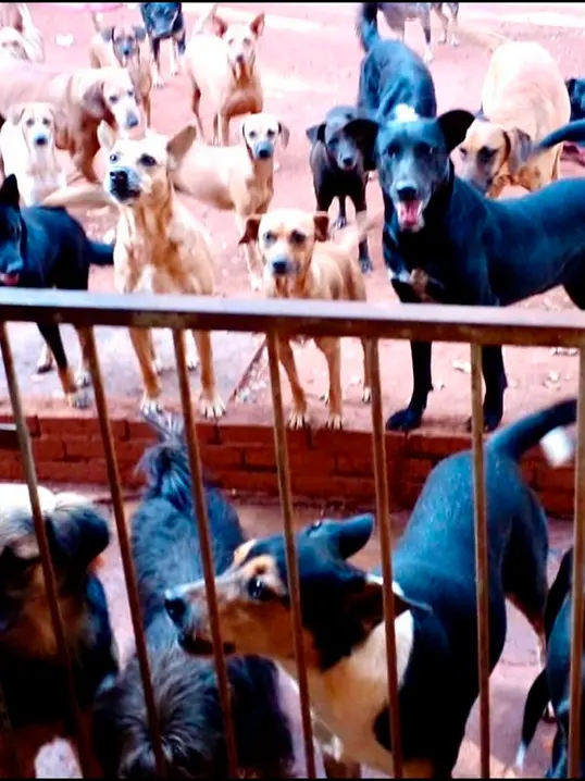 Animal resgatado pela Associação Focinho Carente, disponível para adoção em Bariri