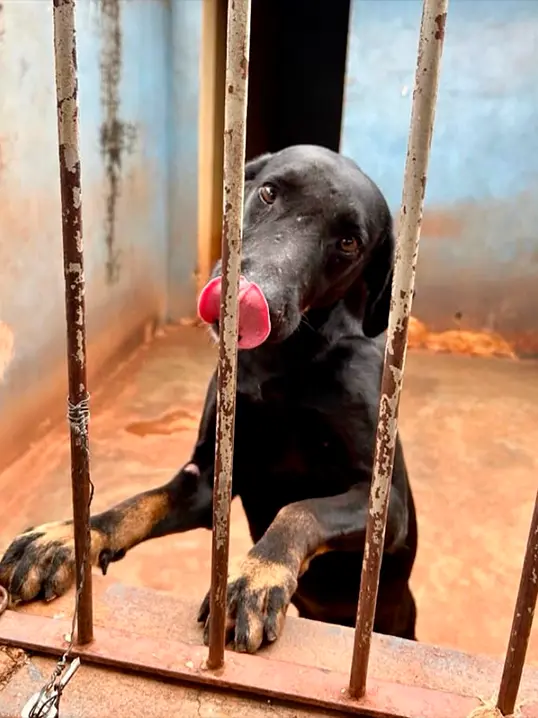 Animal resgatado pela Associação Focinho Carente, disponível para adoção em Bariri