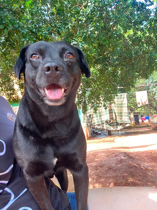 Animal resgatado pela Associação Focinho Carente, disponível para adoção em Bariri