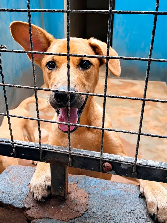 Animal resgatado pela Associação Focinho Carente, disponível para adoção em Bariri
