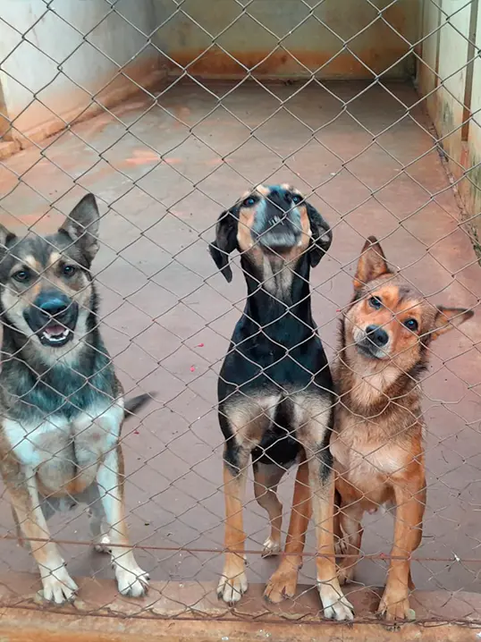 Animal resgatado pela Associação Focinho Carente, disponível para adoção em Bariri