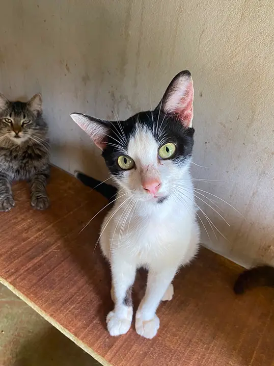 Animal resgatado pela Associação Focinho Carente, disponível para adoção em Bariri