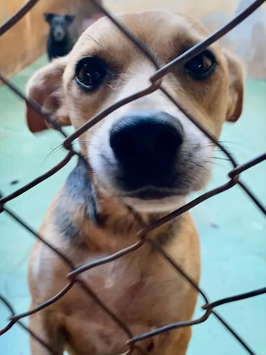 Animal resgatado pela Associação Focinho Carente, disponível para adoção em Bariri