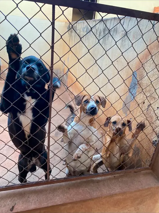 Animal resgatado pela Associação Focinho Carente, disponível para adoção em Bariri