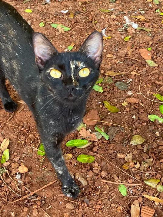 Animal resgatado pela Associação Focinho Carente, disponível para adoção em Bariri