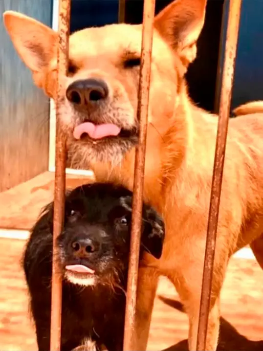 Animal resgatado pela Associação Focinho Carente, disponível para adoção em Bariri