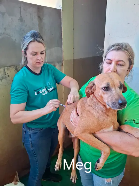 Animal resgatado pela Associação Focinho Carente, disponível para adoção em Bariri