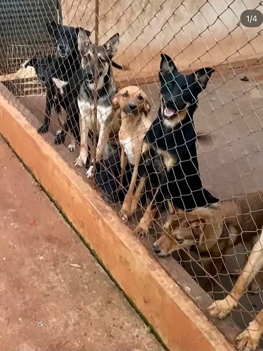 Animal resgatado pela Associação Focinho Carente, disponível para adoção em Bariri