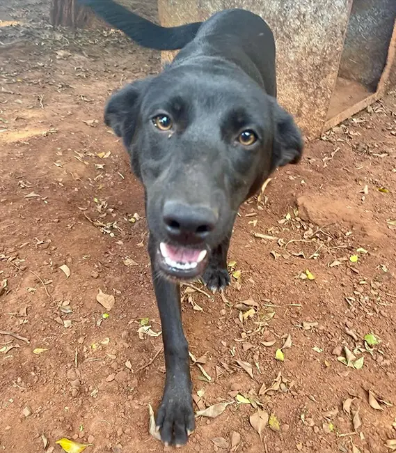 Carlota, cão fêmea disponível para adoção na Associação Focinho Carente