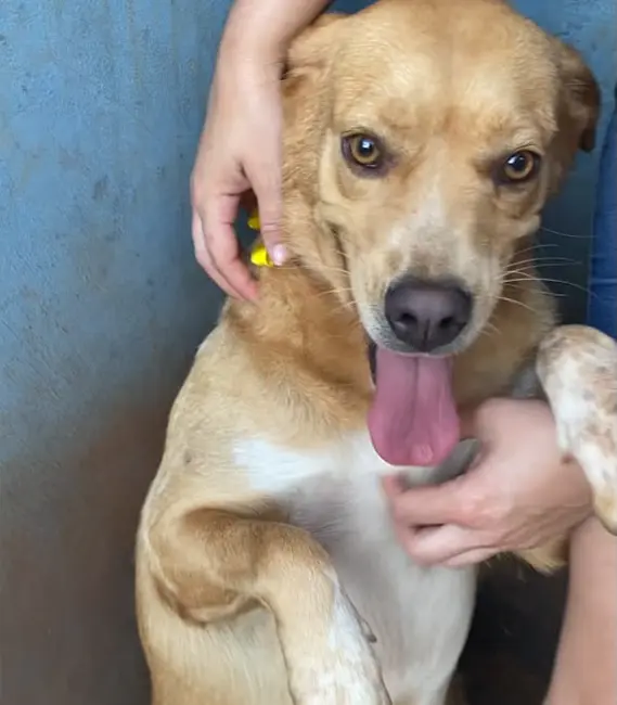 Clara, cão fêmea disponível para adoção na Associação Focinho Carente