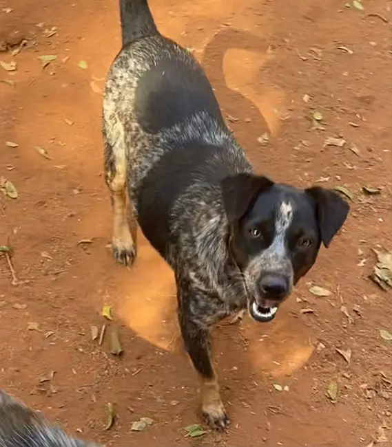 Fofinha, cão fêmea disponível para adoção na Associação Focinho Carente