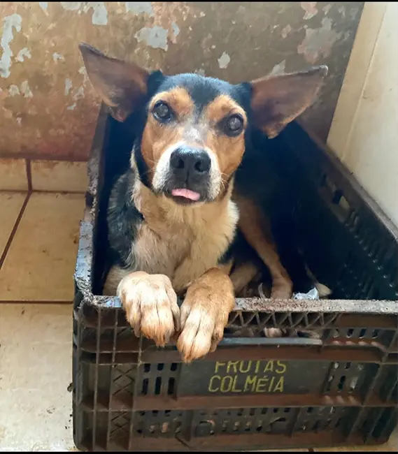 Jade, cão fêmea disponível para adoção na Associação Focinho Carente