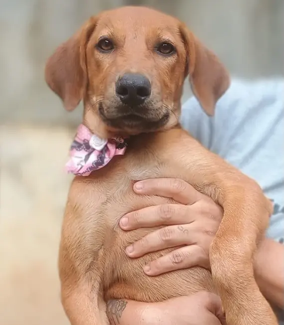 Janaína, cão fêmea disponível para adoção na Associação Focinho Carente