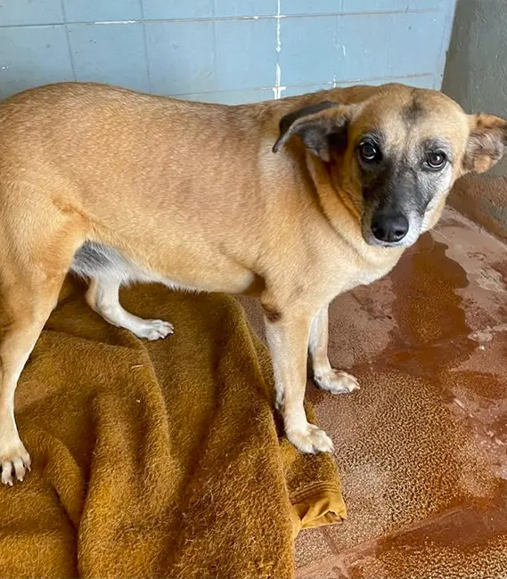 Jasmin, cão fêmea disponível para adoção na Associação Focinho Carente
