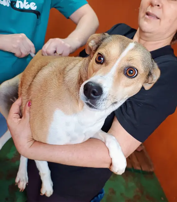 Jasmine, cão fêmea disponível para adoção na Associação Focinho Carente