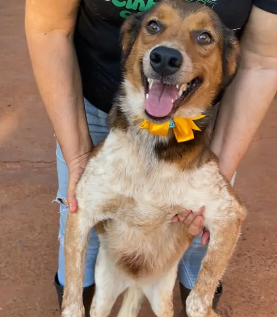 Lassie, cão fêmea disponível para adoção na Associação Focinho Carente