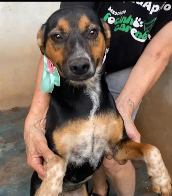 Laura, cão fêmea disponível para adoção na Associação Focinho Carente