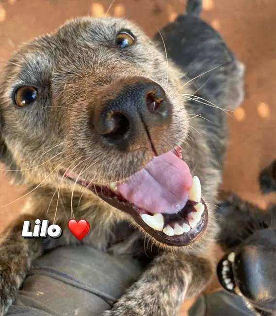 Lilo, cão fêmea disponível para adoção na Associação Focinho Carente