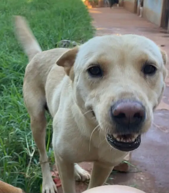 Lobinha, cão fêmea disponível para adoção na Associação Focinho Carente