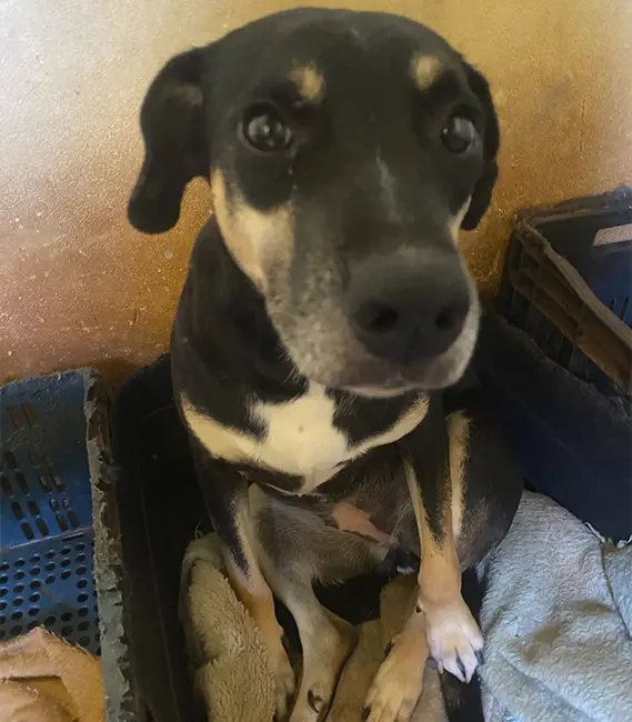 Lolita, cão fêmea disponível para adoção na Associação Focinho Carente