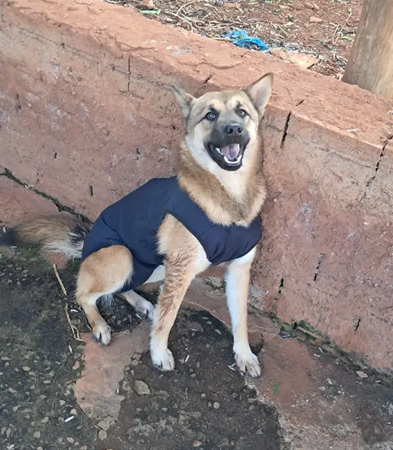 Melissa, cão fêmea disponível para adoção na Associação Focinho Carente