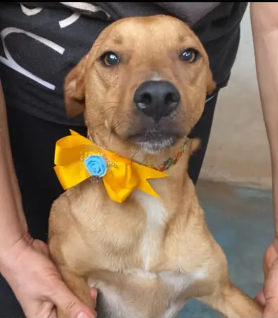 Paçoquinha, cão fêmea disponível para adoção na Associação Focinho Carente
