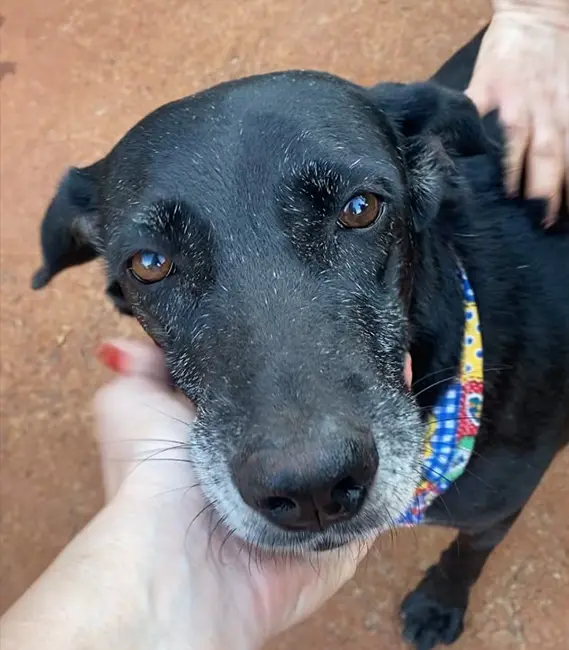 Pantera, cão fêmea disponível para adoção na Associação Focinho Carente