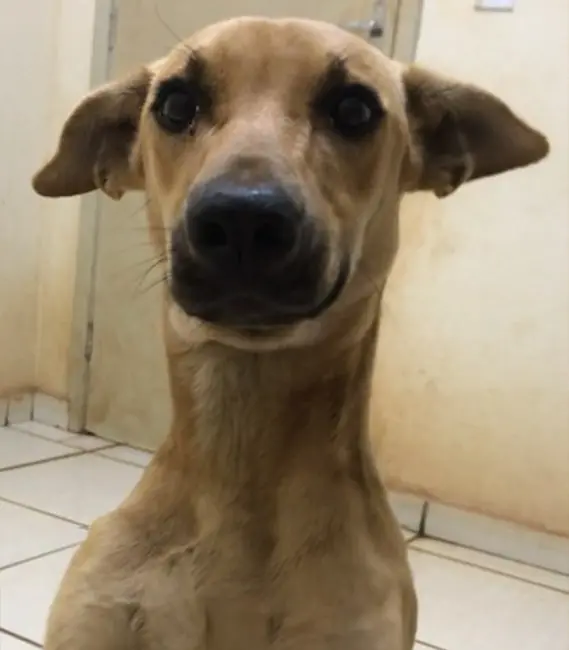 Pérola, cão fêmea disponível para adoção na Associação Focinho Carente