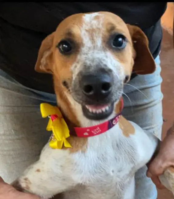 Rosa, cão fêmea disponível para adoção na Associação Focinho Carente