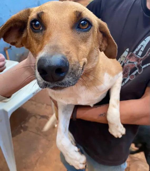 Sandy, cão fêmea disponível para adoção na Associação Focinho Carente