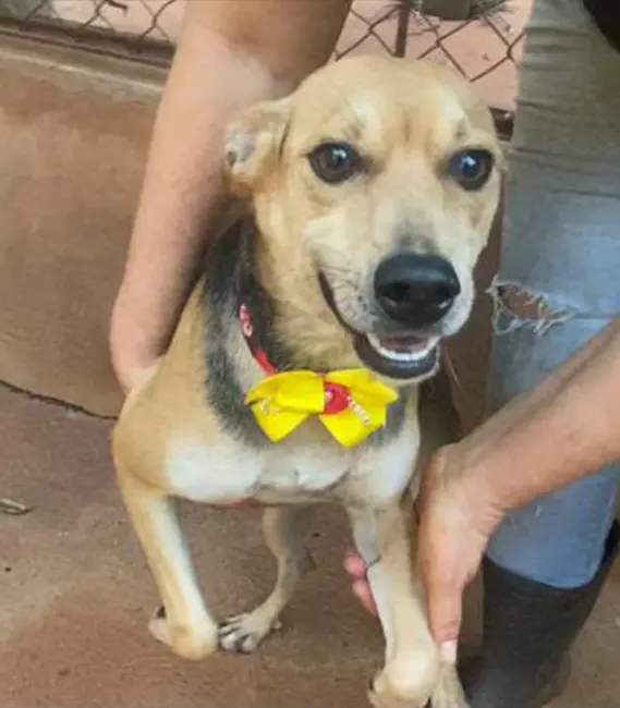 Sofia, cão fêmea disponível para adoção na Associação Focinho Carente