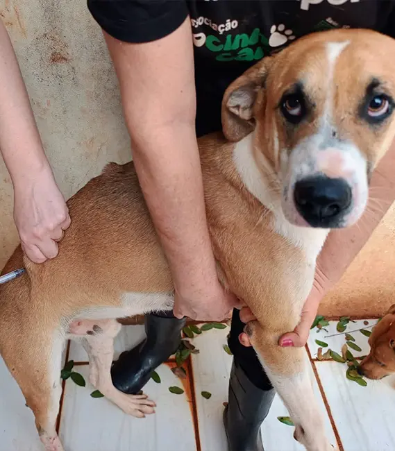 Batoven, cão macho disponível para adoção na Associação Focinho Carente