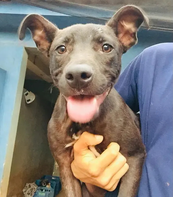 Bimbim, cão macho disponível para adoção na Associação Focinho Carente