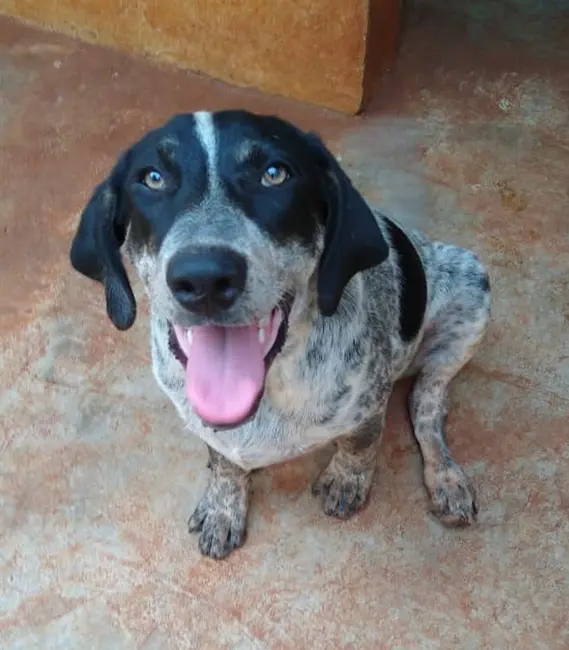 Breno, cão macho disponível para adoção na Associação Focinho Carente