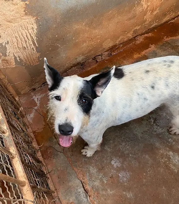 Floquinho, cão macho disponível para adoção na Associação Focinho Carente
