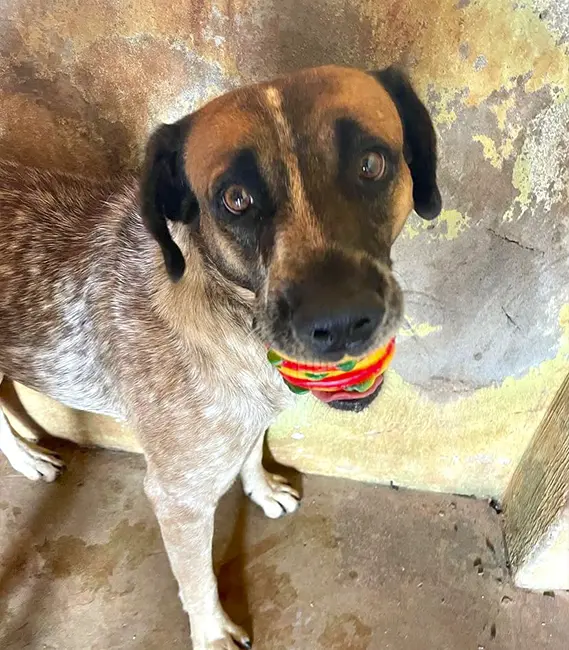 Heitor, cão macho disponível para adoção na Associação Focinho Carente