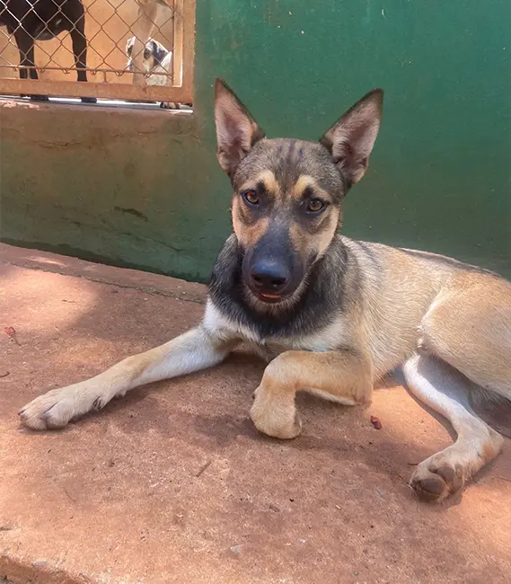 Lobinho, cão macho disponível para adoção na Associação Focinho Carente