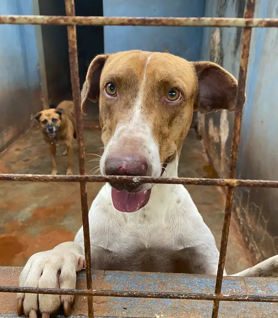 Marley, cão macho disponível para adoção na Associação Focinho Carente