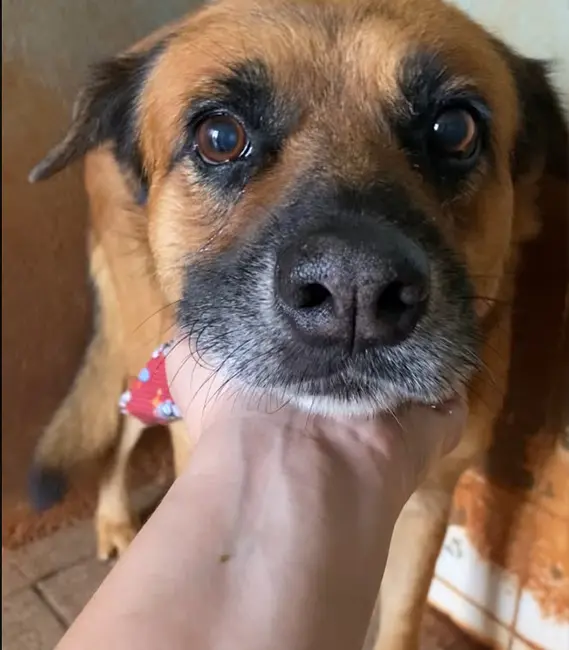 Natalino, cão macho disponível para adoção na Associação Focinho Carente