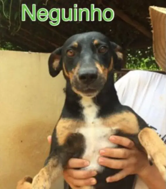 Neguinho, cão macho disponível para adoção na Associação Focinho Carente