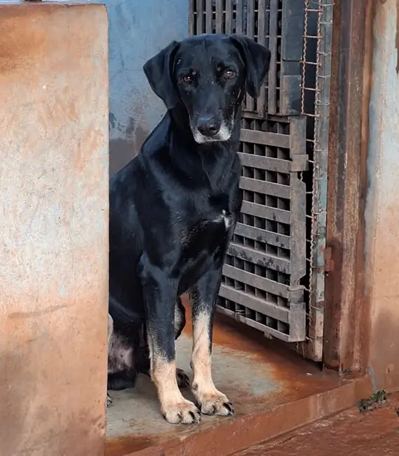 Spyki, cão macho disponível para adoção na Associação Focinho Carente