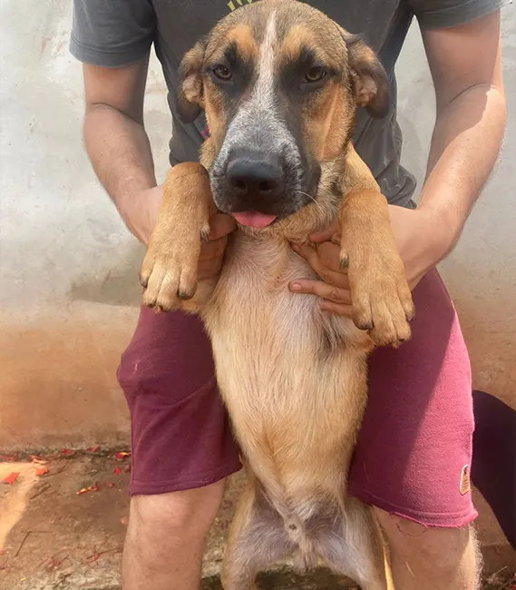 Thor, cão macho disponível para adoção na Associação Focinho Carente