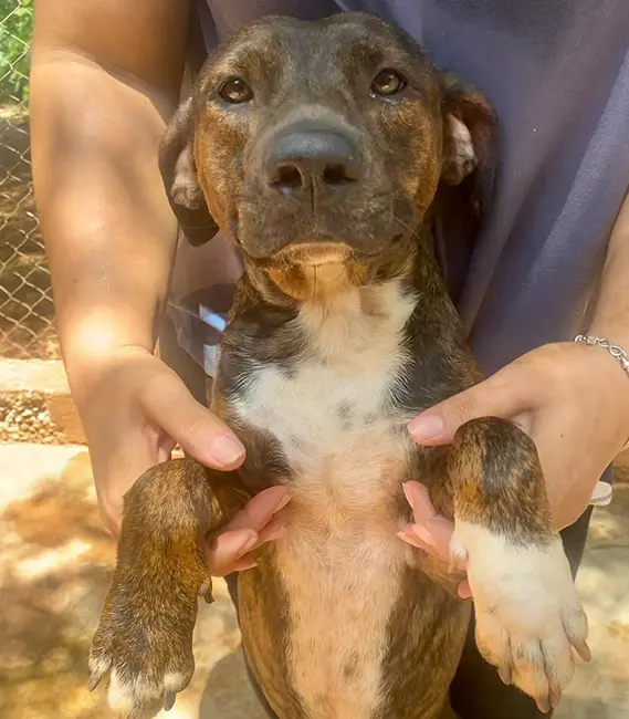 Tigrao, cão macho disponível para adoção na Associação Focinho Carente