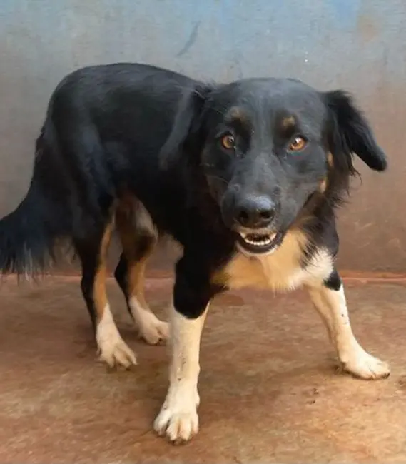 Tony, cão macho disponível para adoção na Associação Focinho Carente