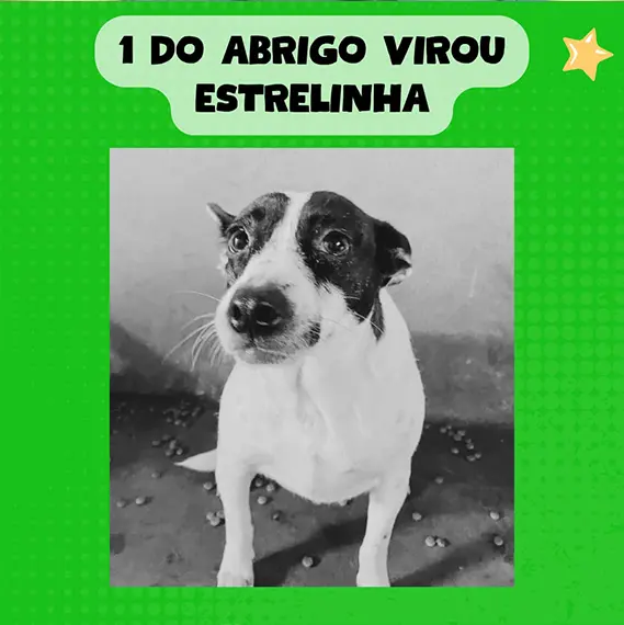 Recursos próprios e balanço — Janeiro 2026 (imagem 11 de 11)