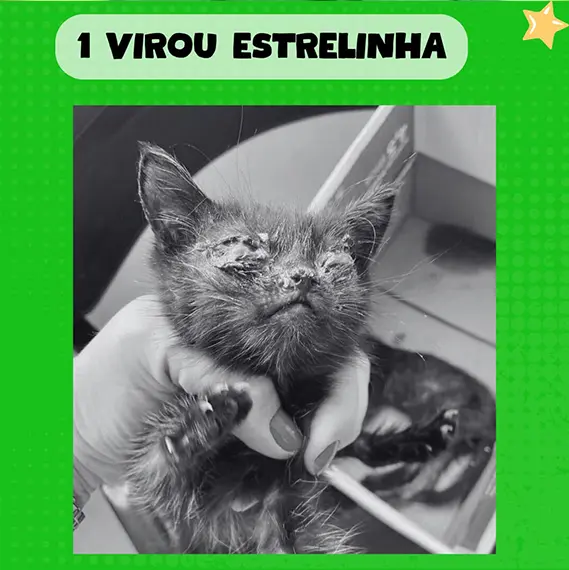 Balanço Mensal — Novembro 2024 (imagem 6 de 9)